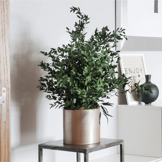 Arbre stabilisé Folia grandeur nature dans un espace intérieur moderne – ByNature