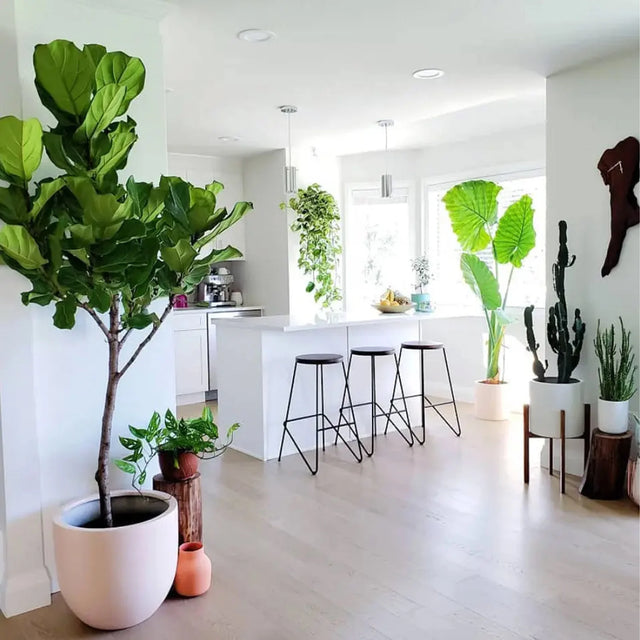 Plantes artificielles réalistes de ByNature dans une cuisine moderne lumineuse avec îlot blanc et tabourets noirs