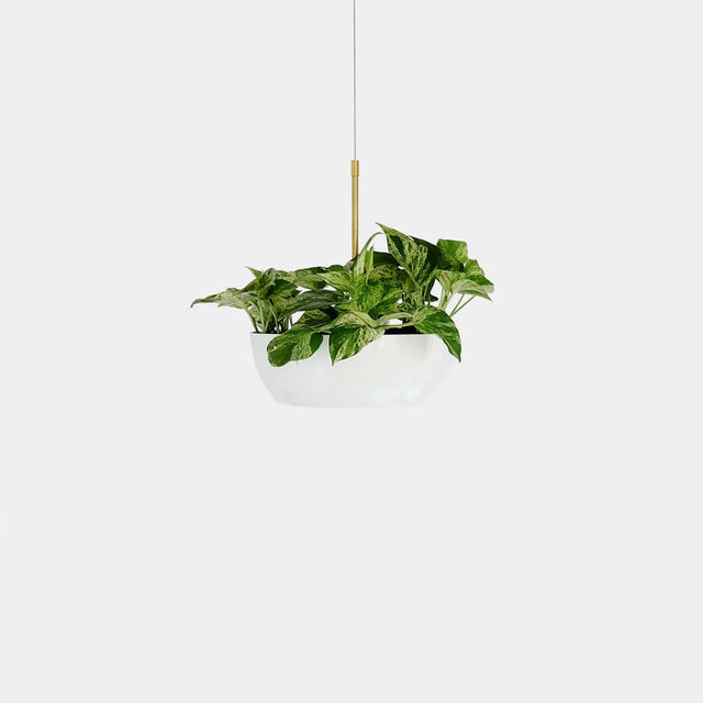 Suspension végétale ByNature avec pot blanc, tige en laiton doré et plante pothos panachée au feuillage dense